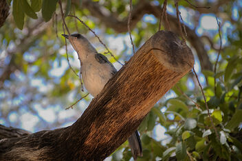 Some Kind Of Bird - Free image #499297